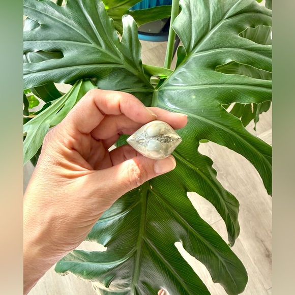 Agatized Shell – Natural Fossil - Picture 3 of 4